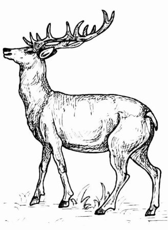 Пятнистый олень акварель