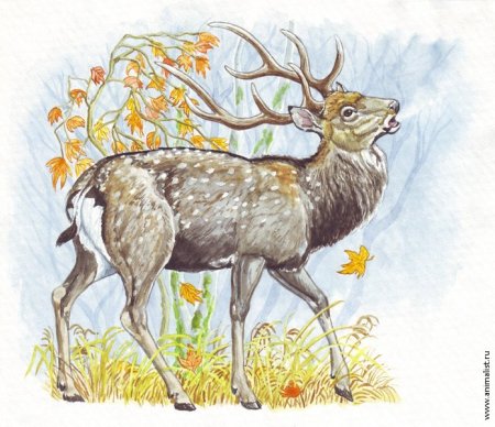 Олень раскраска