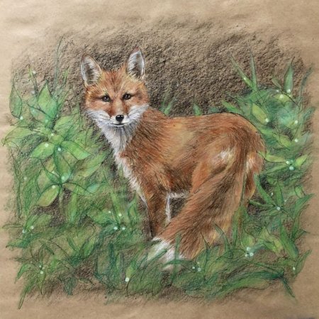 Лисичка цветными карандашами