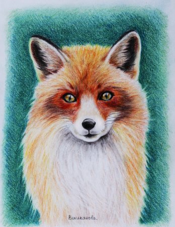 Лиса цветными карандашами