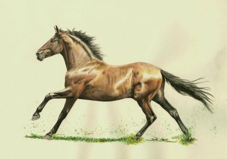 Нарисовать лошадь