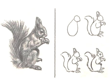Белка по-этапное рисование