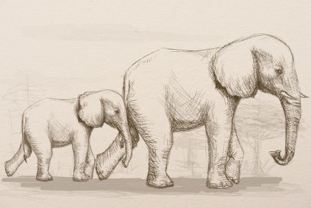 Слон рисунок