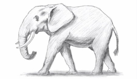 Рисунок слона карандашом для срисовки