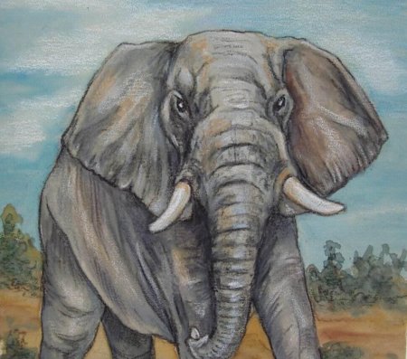 Слон цветными карандашами