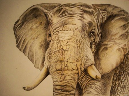 Слон цветными карандашами