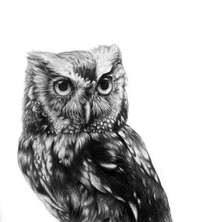 Сова рисунок