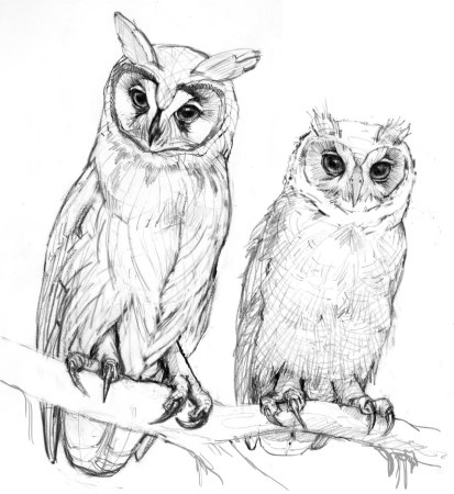 Сова рисунок для срисовки