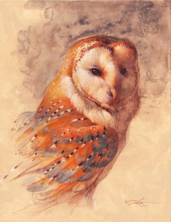 Эзра Такер живопись птицы