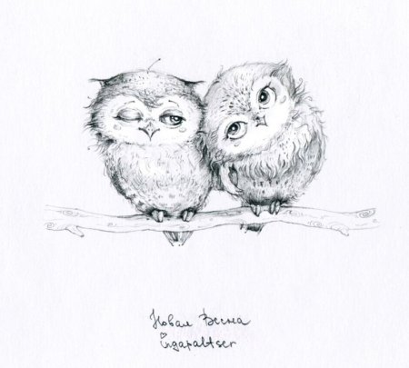 Совушки рисунки карандашом