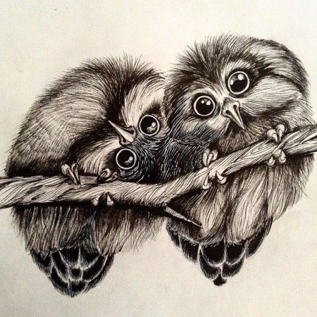 Сова Графика