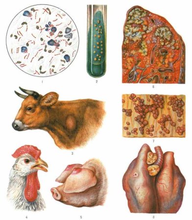 Туберкулез СХ животных