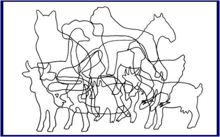 УЗИ брюшной полости собаки