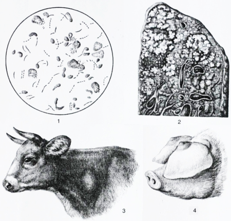 Рисование животных книга