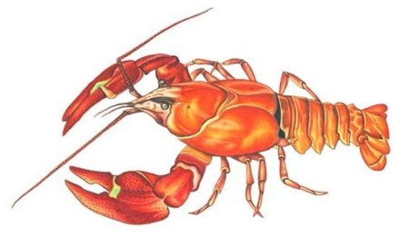 Ракообразные рисунок для детей