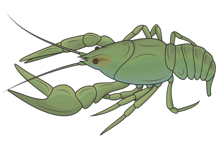 Рачки картинка для детей на прозрачном фоне