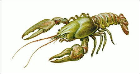 Ракообразные для детей