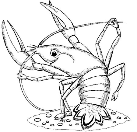 Раскраска речные обитатели