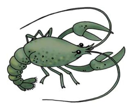 Ракк картинки для детей