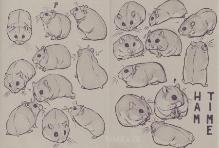 Хомяк референс