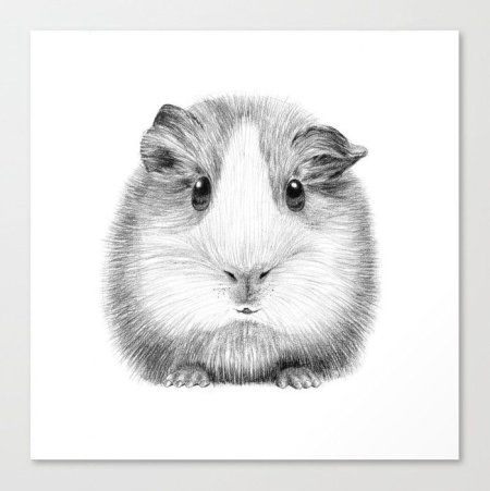 Наброски морских свинок