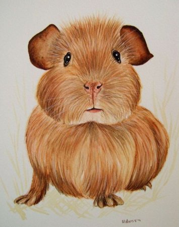 Мультяшные морские свинки