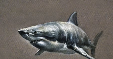 Акула рисунок реализм