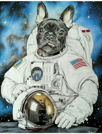Животные космонавты