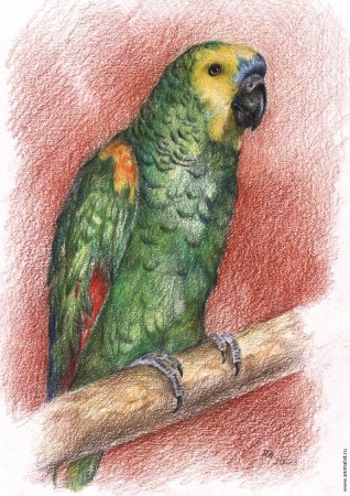 Попугай цветными карандашами