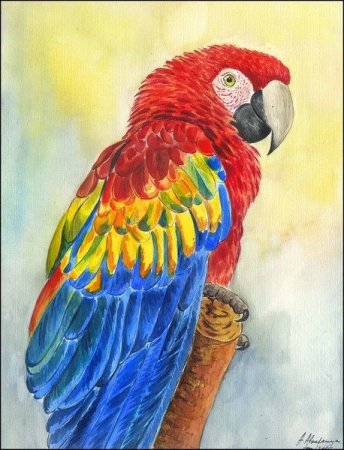 Акварельная живопись попугаи ара жако
