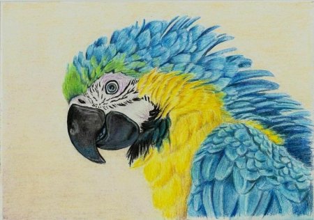 Попугай рисунок