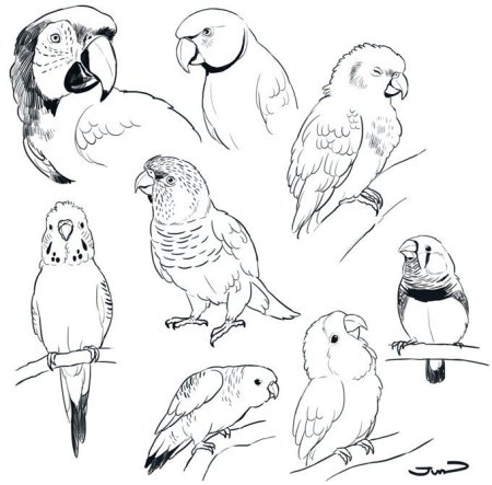 Наброски попугаев