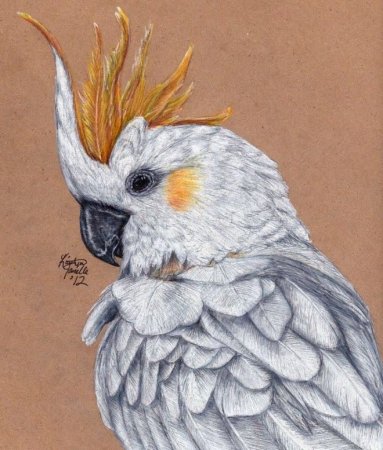 Птицы цветными карандашами