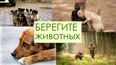 Защита животных рисунок