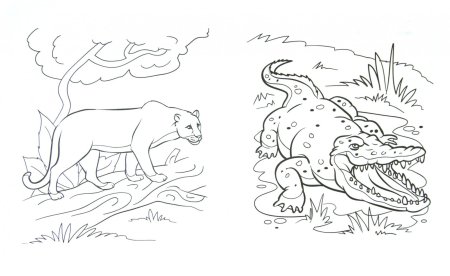 Рисунки хищных животных