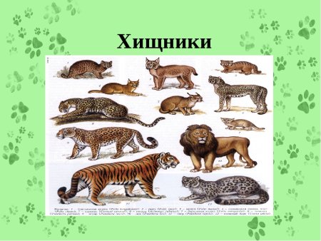 Раскраска гепард