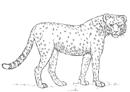 Гепард рисунок для детей