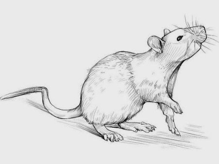 Крыса рисунок карандашом
