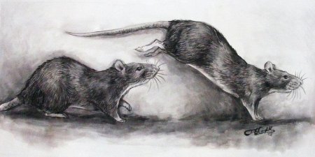 Крыса рисунок карандашом