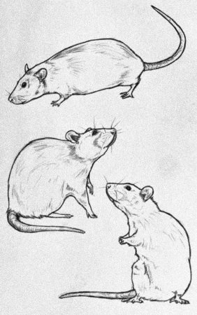 Зарисовки мышей