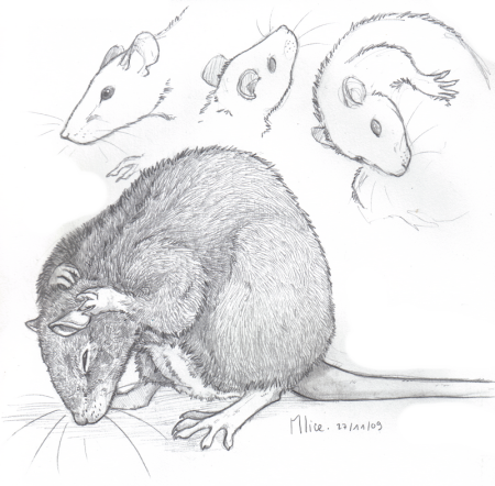 Крыса референс