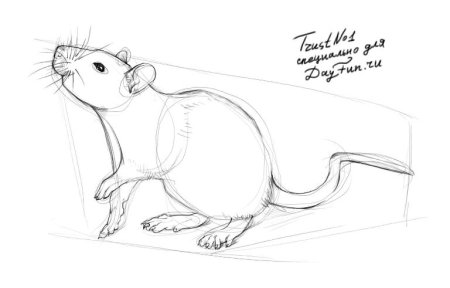 Крыса рисунок карандашом