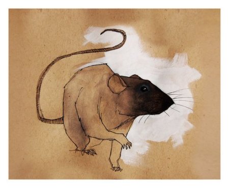 Крыса стилизация