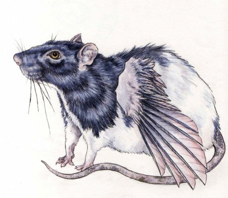 Арт крыса тату