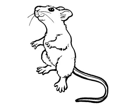 Мышь раскраска