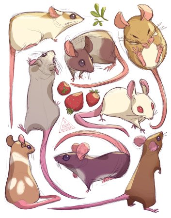 Крысы анатомия референс