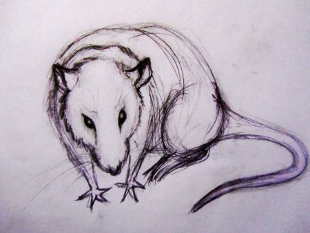 Крыса карандашом