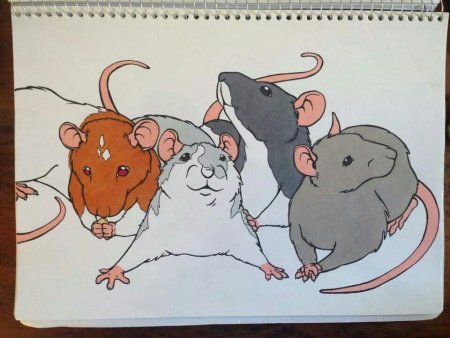 Рисуночек крысы