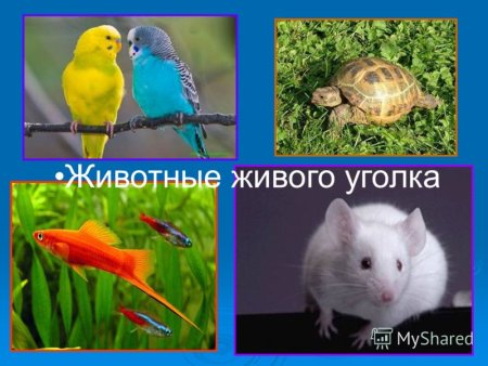 Обетателиживого уголка в детском саду