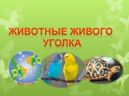 Обитатели живого уголка